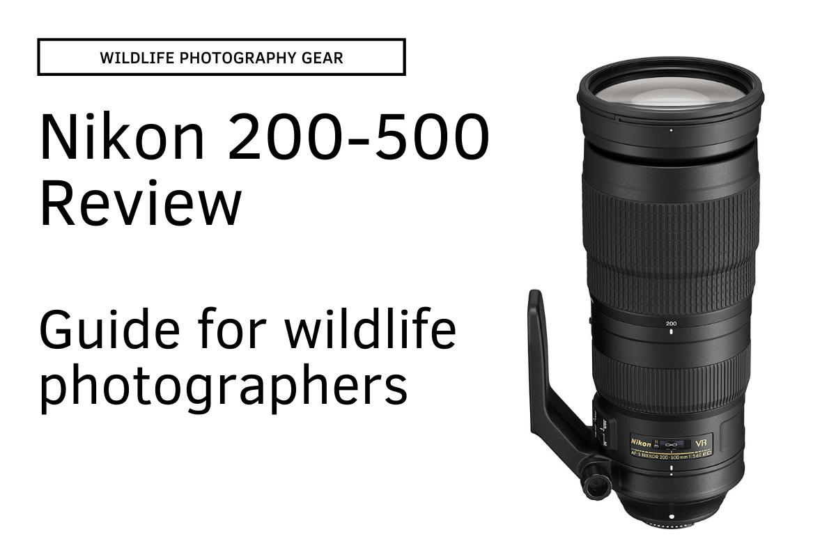 A Wildlife Photographer's Guide to the Nikon 200-500mm Lens